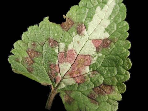 Lamiers - Mildiou (Peronospora spp.)