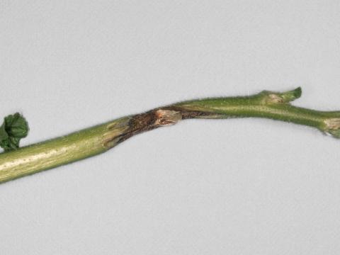 Lavatères - Anthracnose (Colletotrichum gloeosporioides)