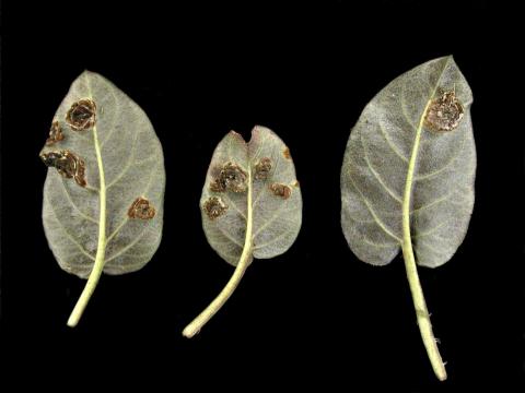 Lysimaques - Rouille (Puccinia sp.)