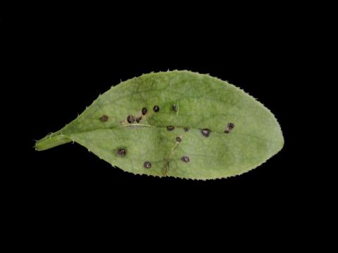 Saponaires - Alternariose (Alternaria sp.)