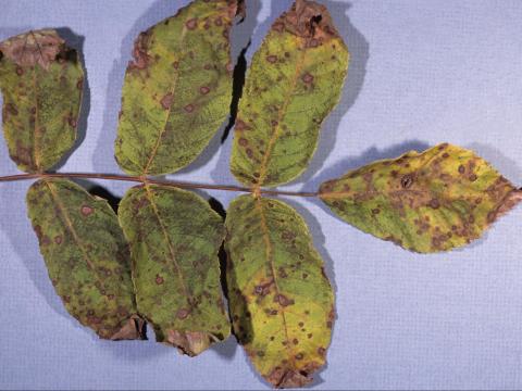 Noyers - Anthracnose (Ophiognomonia leptostyla)_1