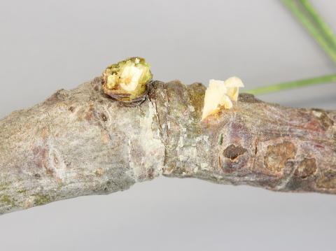 Pins - Rouille vésiculeuse du pin blanc (Cronartium ribicola)