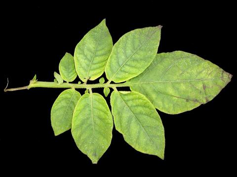 Pomme de terre - Virus S de la pomme de terre (PVS)