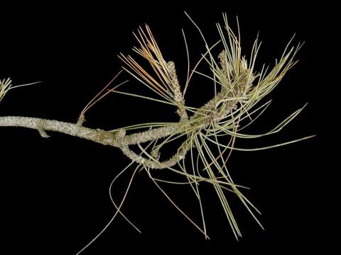 Pins - Brûlure des rameaux (Diplodia sapinea)