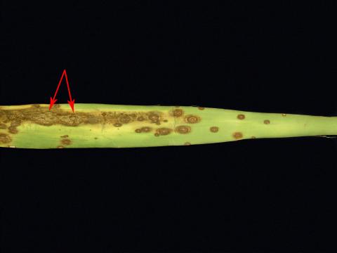 Yuccas - Tache zonée (Coniothyrium concentricum)