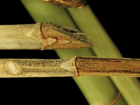 Dracénas - Anthracnose (Colletotrichum sp.)