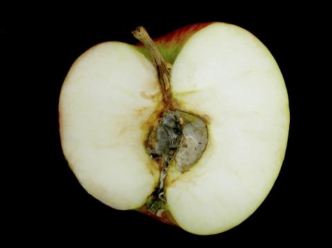 Pomme - Pourriture du cœur (Alternaria alternata)