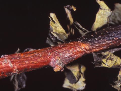 Pomme - Chancre cytosporéen (Cytospora sp.)