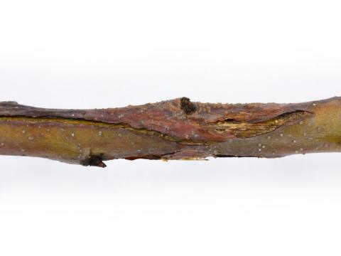 Pomme - Anthracnose (Neofabraea sp.)_12