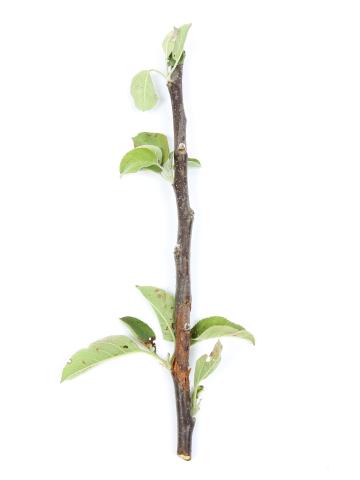 Pomme - Anthracnose (Neofabraea sp.)_15