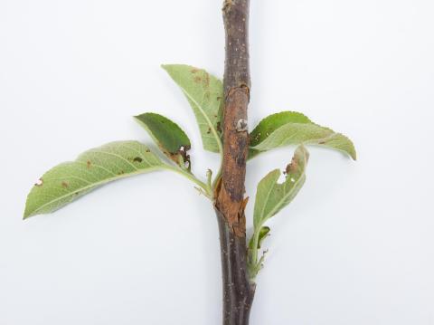 Pomme - Anthracnose (Neofabraea sp.)_16