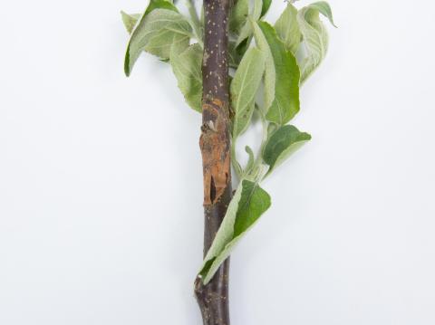 Pomme - Anthracnose (Neofabraea sp.)_17