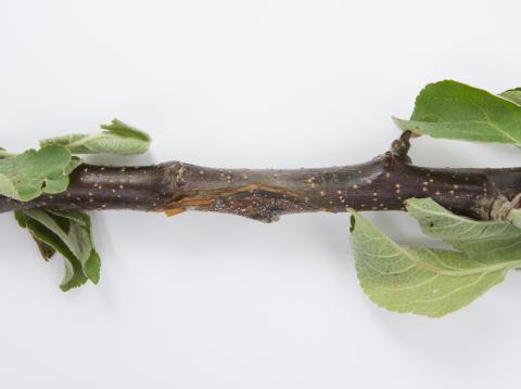 Pomme - Anthracnose (Neofabraea sp.)_20