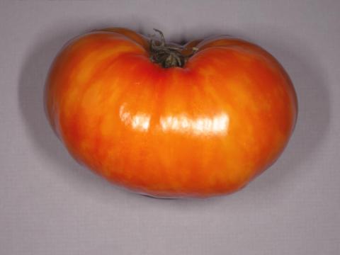 Tomate - Virus X de la pomme de terre (PVX)