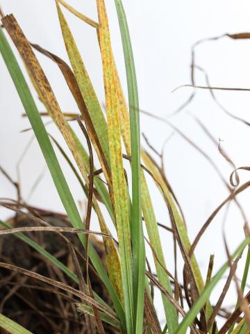 Gazons - Rouille couronnée (Puccinia coronata f.sp. avenae)