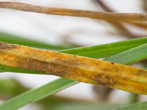 Gazons - Rouille couronnée (Puccinia coronata)