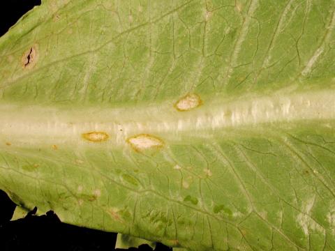 Laitues - Anthracnose (Microdochium panattonianum)