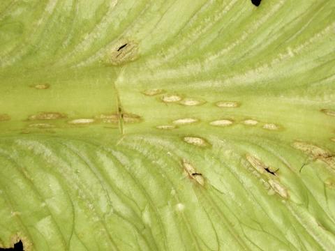 Laitues - Anthracnose (Microdochium panattonianum)