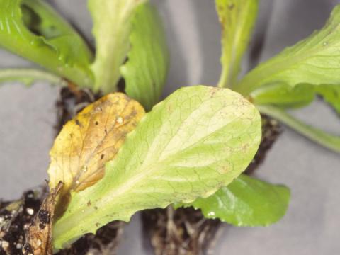 Laitues - Tache septorienne (Septoria lactucae)