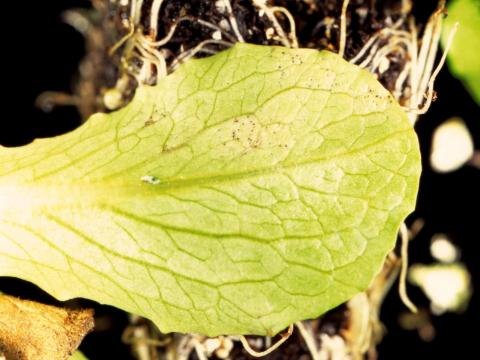 Laitues - Tache septorienne (Septoria lactucae)