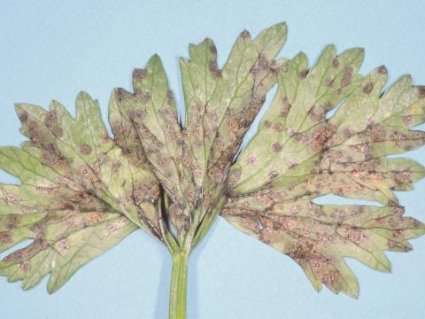 Céleri - Tache septorienne (Septoria apiicola)