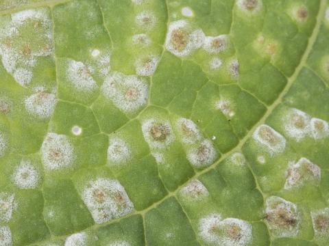 Cerise de terre - Tache cercosporéenne (Cercospora sp.)