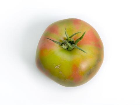 Tomate - Virus du fruit brun rugueux de la tomate (ToBRFV)