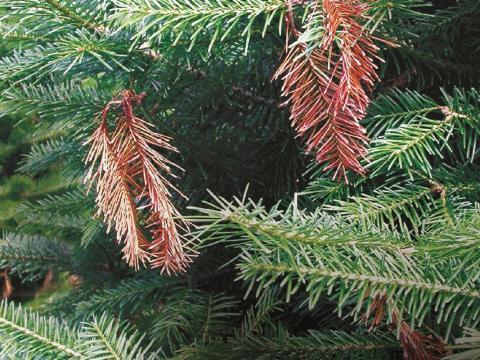 Arbres de Noël (sapins) - Brûlure phomopsienne (Diaporthe juniperivora)