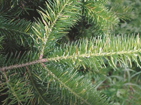 Arbres de Noël (sapins) - Rouille des aiguilles (Uredinopsis sp.)