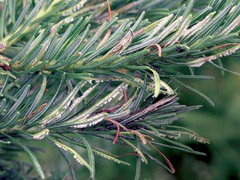 Arbres de Noël (sapins) - Rouille des aiguilles (Uredinopsis sp.)