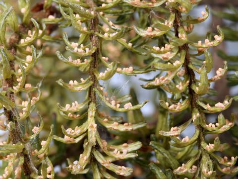 Arbres de Noël (sapins) - Rouille balai de sorcière (Melampsorella caryophyllacearum)