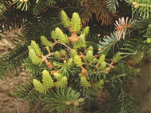 Arbres de Noël (sapins) - Rouille balai de sorcière (Melampsorella caryophyllacearum)