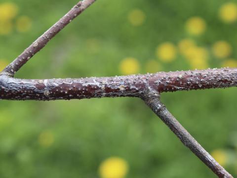 Aronie à fruits noirs - Chancre cytosporéen (Cytospora sp.)