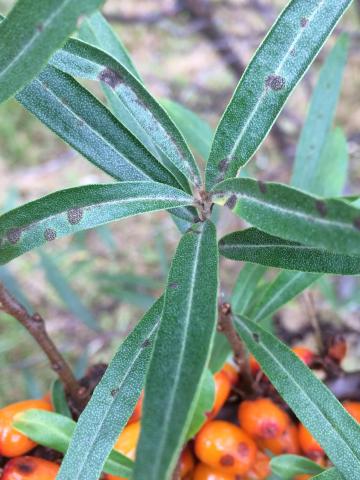 Argousier - Anthracnose (Colletotrichum acutatum)