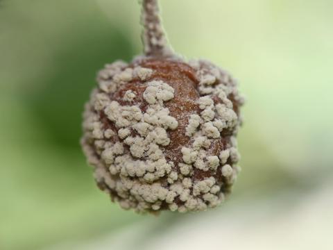 Cerise - Pourriture brune (Monilia fructicola)