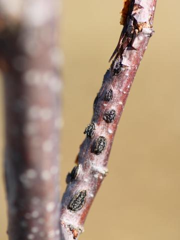 Noisetier - Brûlure orientale du noisetier (Anisogramma anomala)