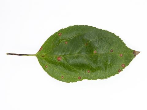 Pomme - Chancre à Botryosphaeria (Diplodia mutila)