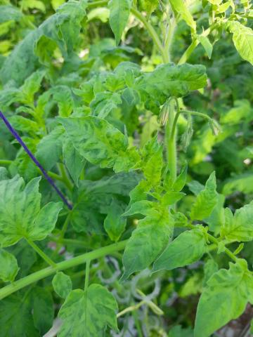 Tomate - Virus du fruit brun rugueux de la tomate (ToBRFV)