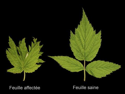 Framboise - Virus de la tache annulaire de la tomate (ToRSV)