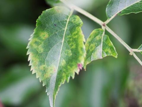 Sureau blanc - Virus de l'enroulement des feuilles du cerisier - sureau (CLRV-e)