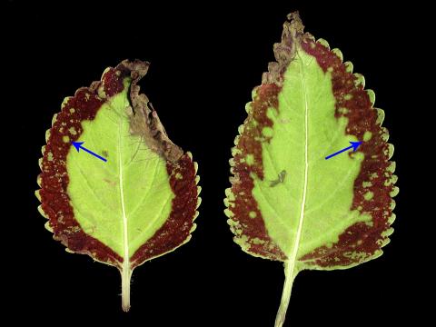 Coléus - Virus de la tache nécrotique de l'impatiente (INSV)_1