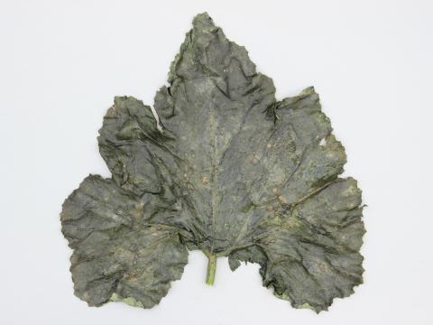 Courges - Tache angulaire (Pseudomonas syringae pv. lachrymans)