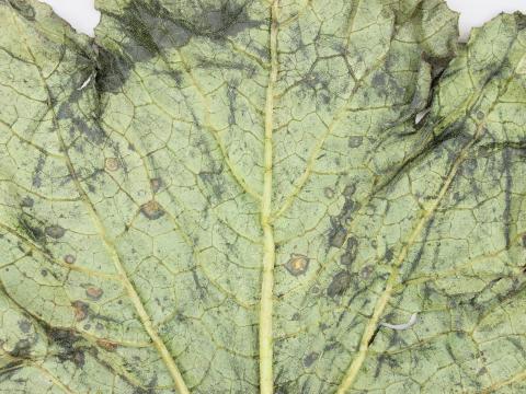 Courges - Tache angulaire (Pseudomonas syringae pv. lachrymans)