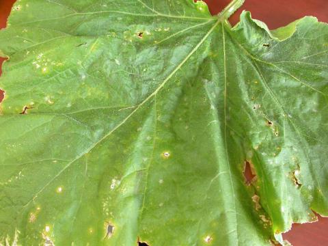 Courges - Tache bactérienne (Xanthomonas cucurbitae)