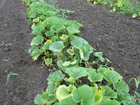 Courges - Flétrissement bactérien (Erwinia tracheiphila)