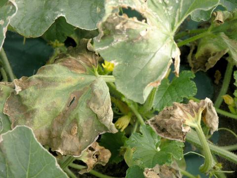 Melons - Flétrissement bactérien (Erwinia tracheiphila)_3