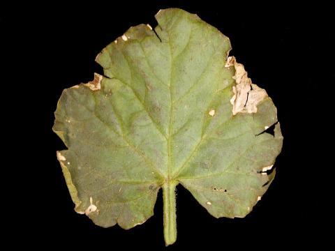 Melons - Tache angulaire (Pseudomonas syringae pv. lachrymans)_1