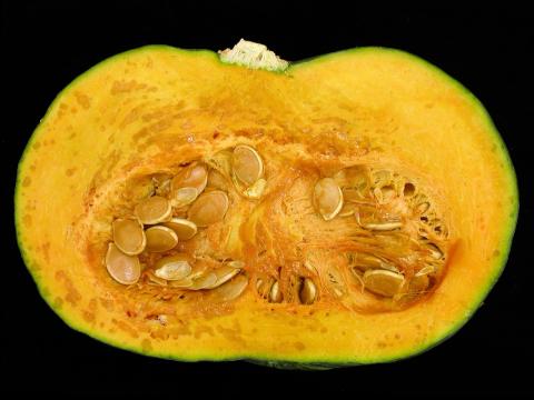 Courges - Pourriture molle bactérienne (Pectobacterium carotovorum)