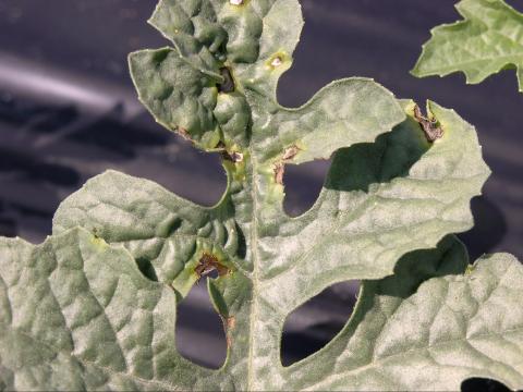 Melon d'eau - Tache angulaire (Pseudomonas syringae pv. lachrymans)