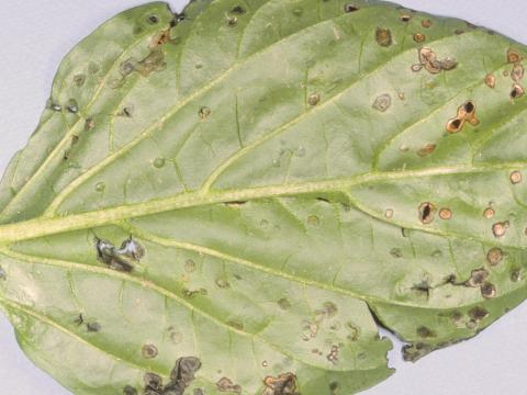 Poivron - Tache bactérienne (Xanthomonas euvesicatoria)